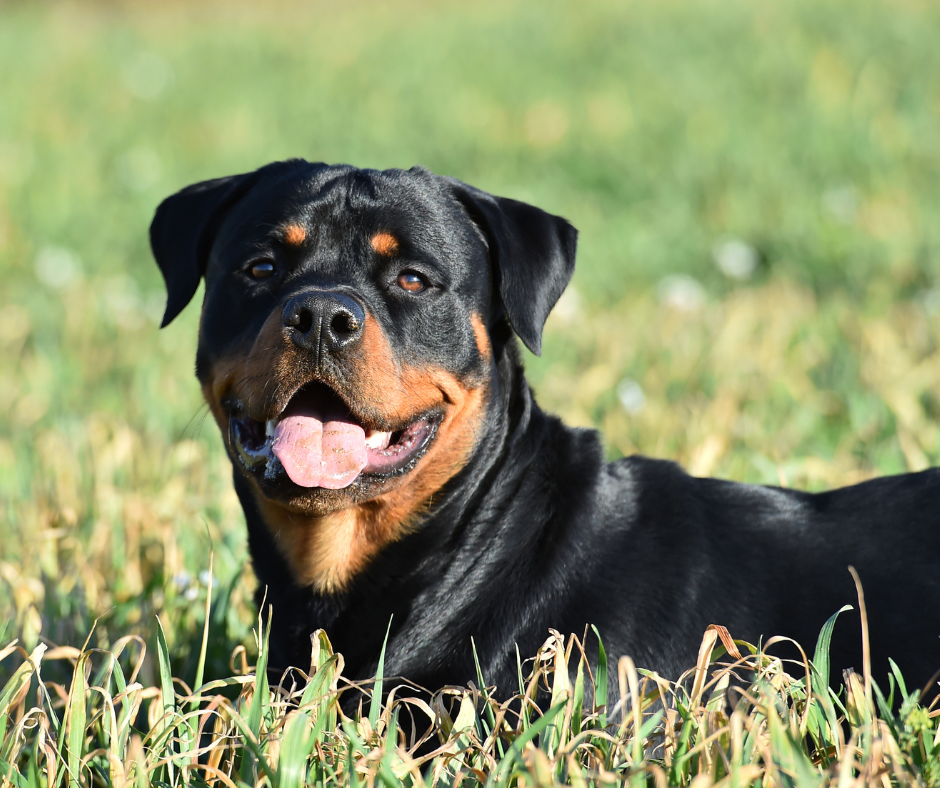 20 Best Dog Foods for Rottweilers in 2023 – DISCOVER Magazine