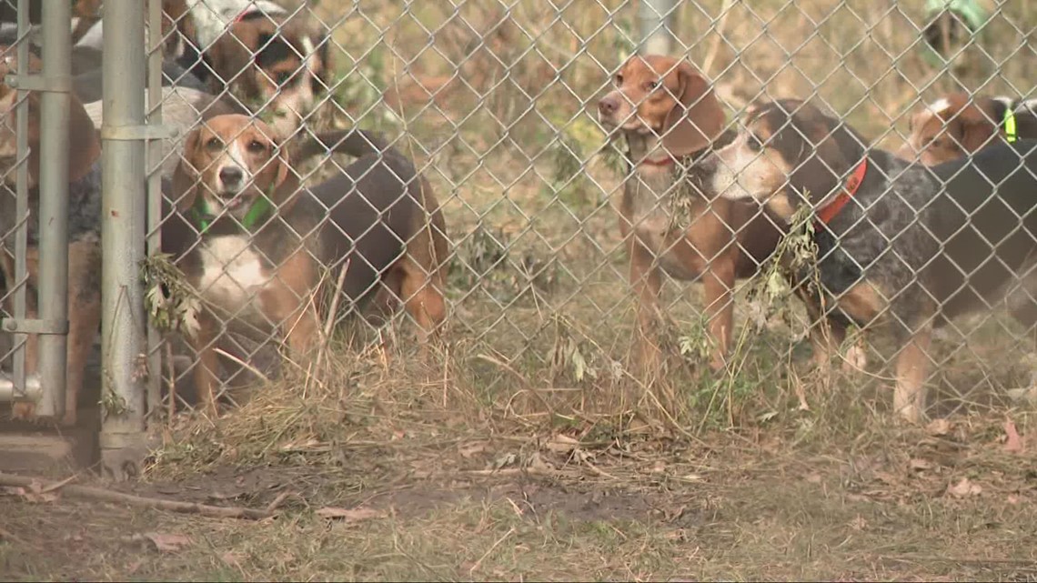 Lakewood man pleads guilty after dozens of dogs were found inside his home – WKYC.com