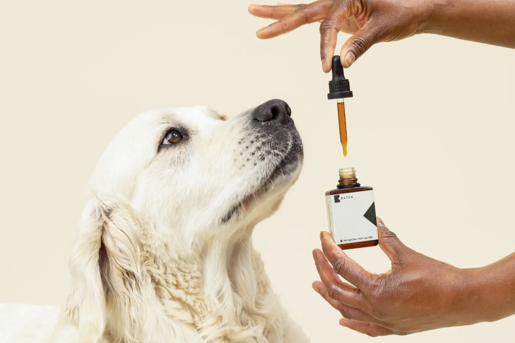 Can Dogs Have CBD? | GreenState – GreenState