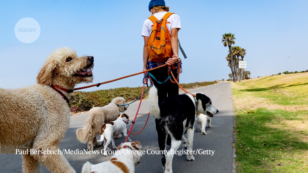 Why do some dogs chase squirrels? Study finds genetic links to … – Nature.com