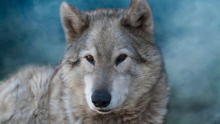 As Colorado Brings Back Wolves, Utah Faces Misinformation – DogTime