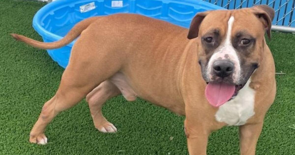 Pet of the week: Beau – KTNV 13 Action News Las Vegas