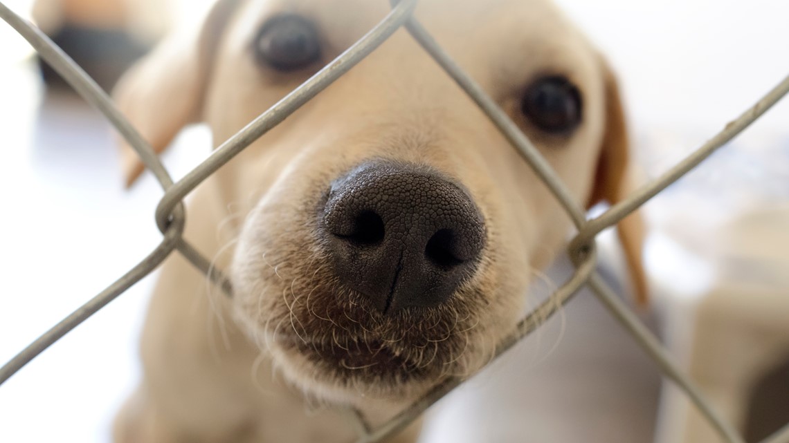 Minneapolis hopes to 'clear the shelter' for the holidays – KARE11.com