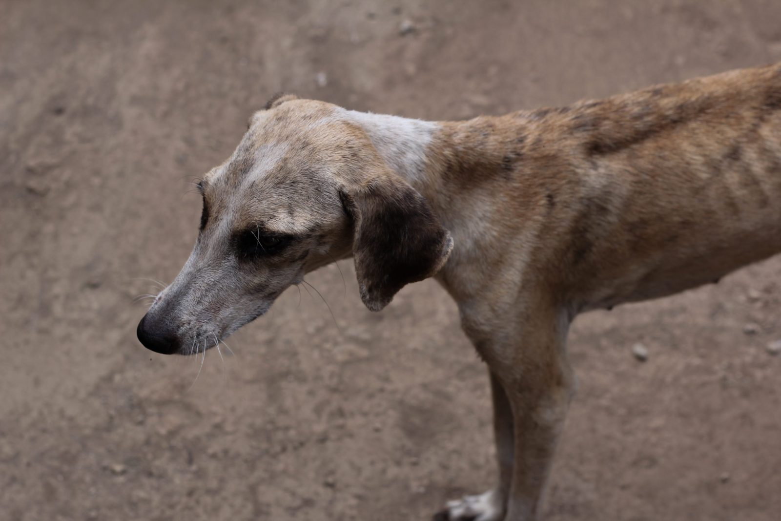 Texas Shelter Shares Heartwarming Transformation of Emaciated … – One Green Planet