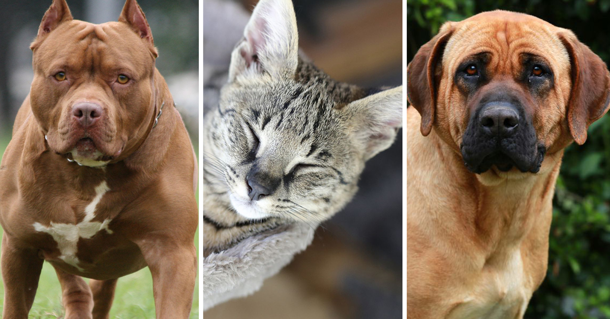 Banned Dog and Cat breeds in Australia including American Pit Bull … – 9News