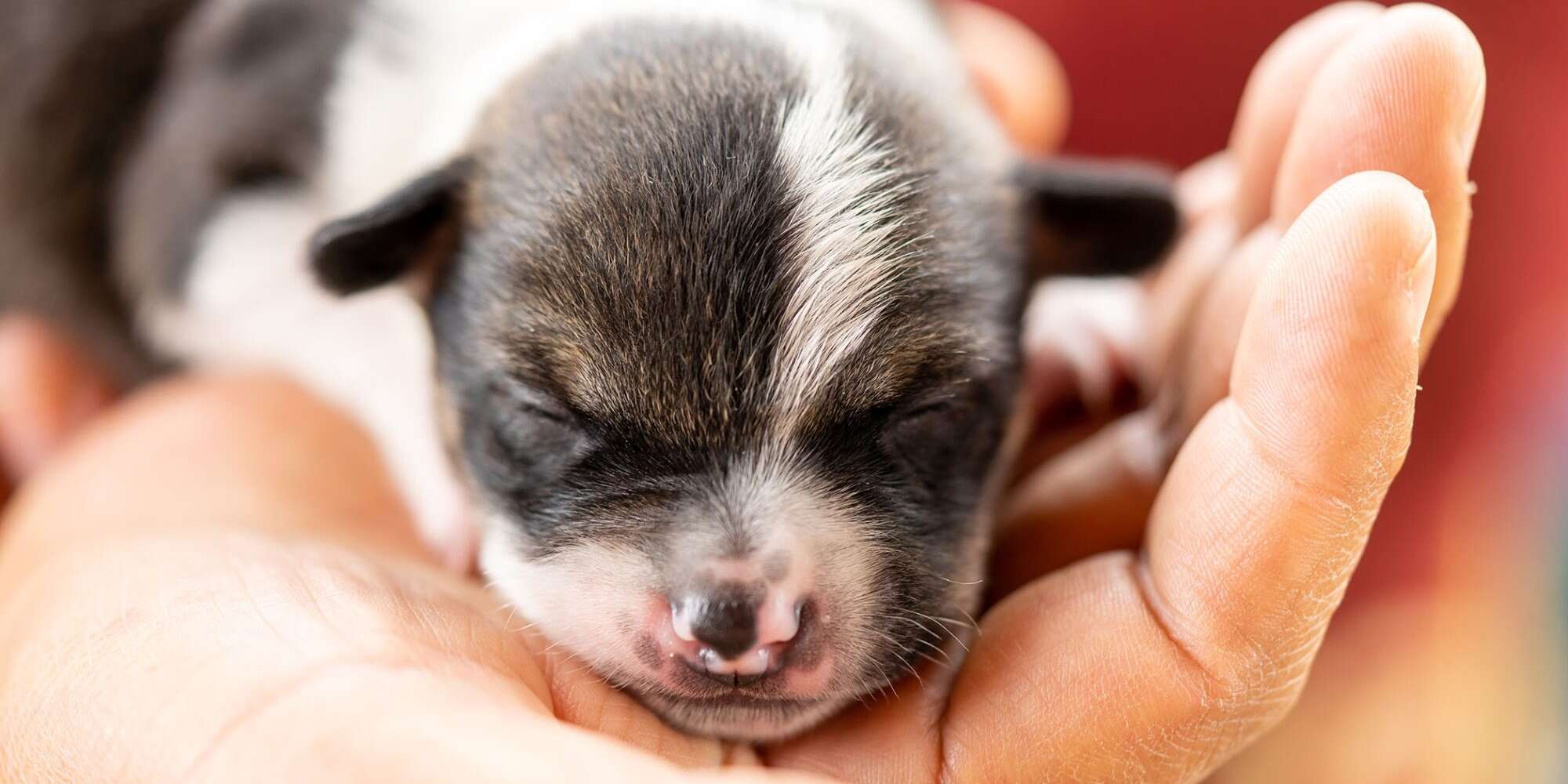 Fading Puppy Syndrome: How to Help a Sick Newborn Puppy – Daily Paws