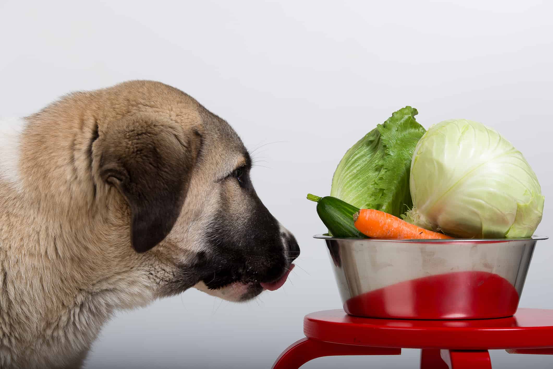 Can Dogs Eat Romaine Lettuce? – AZ Animals