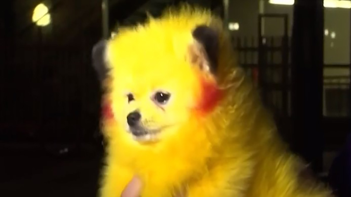 Miami-Dade Man Cited After He Had Dog's Coat Dyed to Look Like ‘Pikachu' Character – NBC 6 South Florida