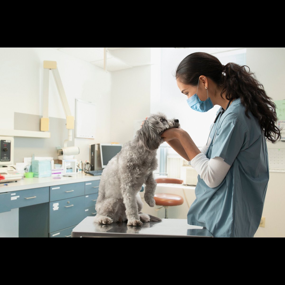 Can You Wait to Buy Pet Insurance Until Your Dog Gets Sick? – The Motley Fool