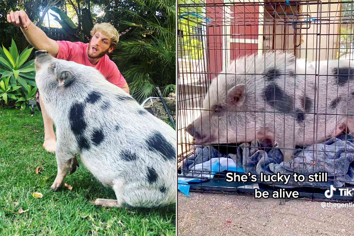 Logan Paul Thanks Sanctuary For Saving His Former Pet Pig After … – PEOPLE