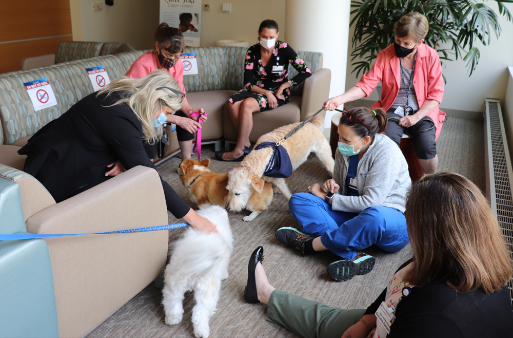 Fostering a therapy dog means welcoming strangers and petting … – Penn Today