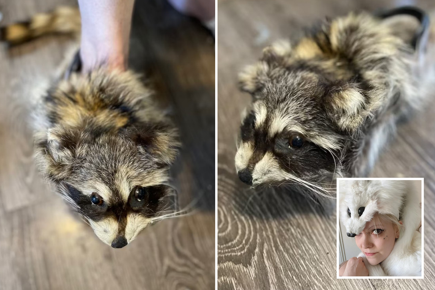 I turned raccoons into SHOES with their heads and fluffy tails intact – clients can even choose the eye c… – The US Sun