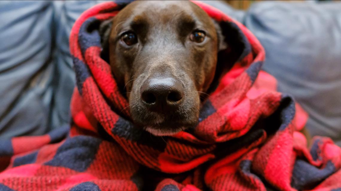 How to protect pets from severe cold and snow – 9News.com KUSA