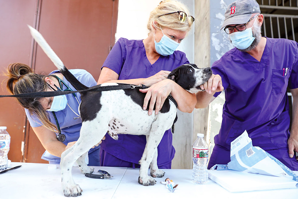 ElleVet Project return to Orlando area to provide free veterinary care for unhoused pets Friday – Orlando Weekly