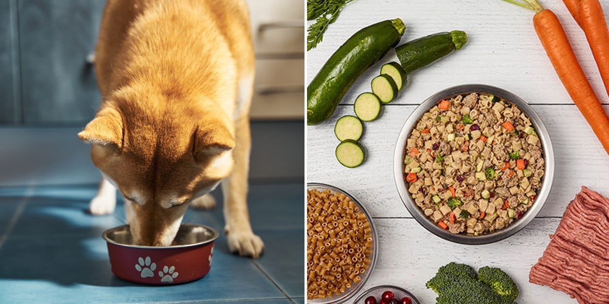 Best dog food in 2023: Top dog food brands and tips from veterinarians – Insider