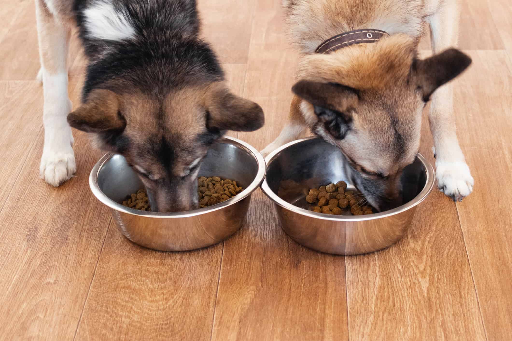 The 7 Best Premium Dog Foods on Chewy Today – AZ Animals