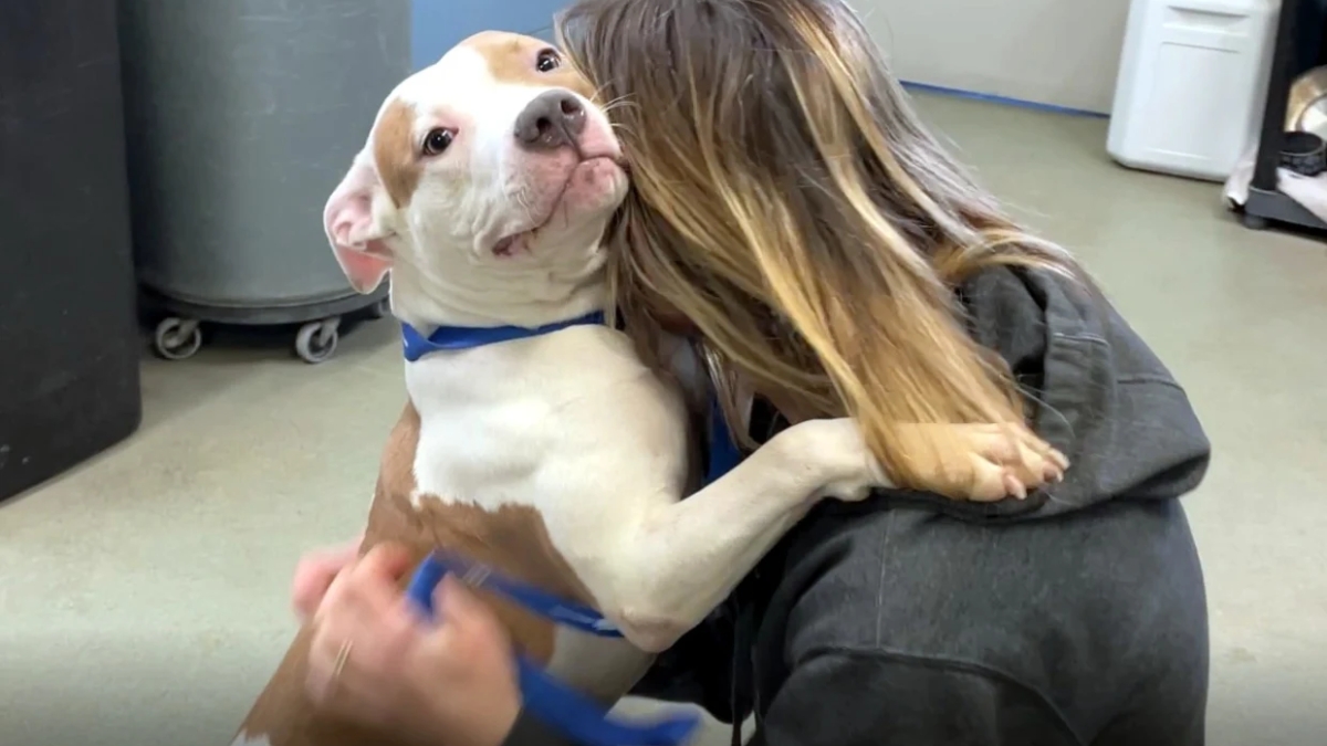 Dog Found Tied up Outside an Iowa Airport After Being Abandoned … – NBC Connecticut