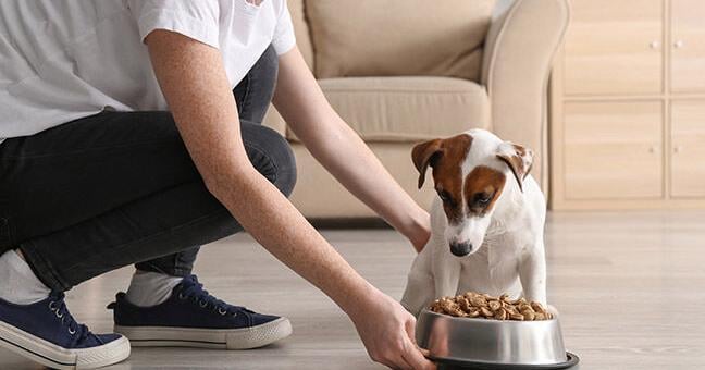 Elevate Mealtime with a Nutritious Mix | Current Issue | petbusiness … – Pet Business Magazine