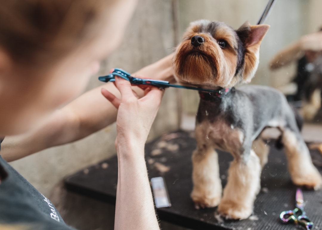 9 ways to save on dog care – ABC17News.com