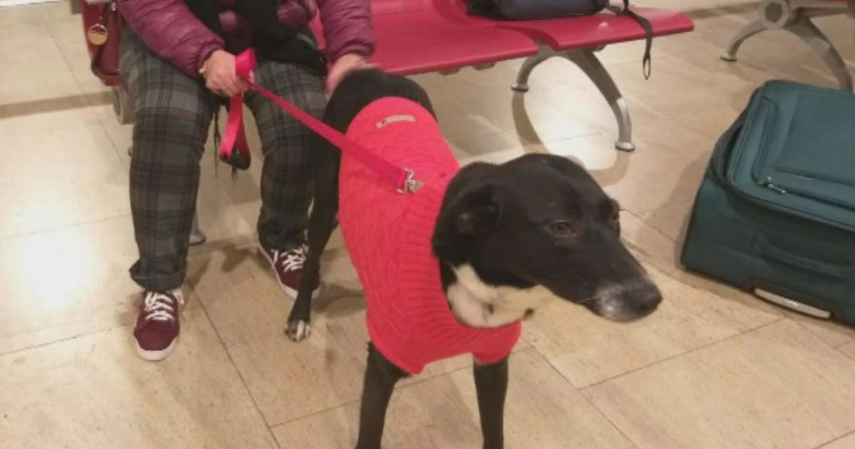 Adopted dog from Bethlehem reaches Watertown family by Christmas Day – CBS Boston