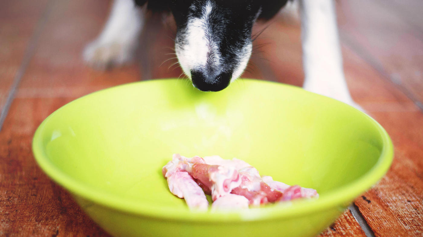 Best raw dog food diets for shiny coats and increased energy – Horse & Hound