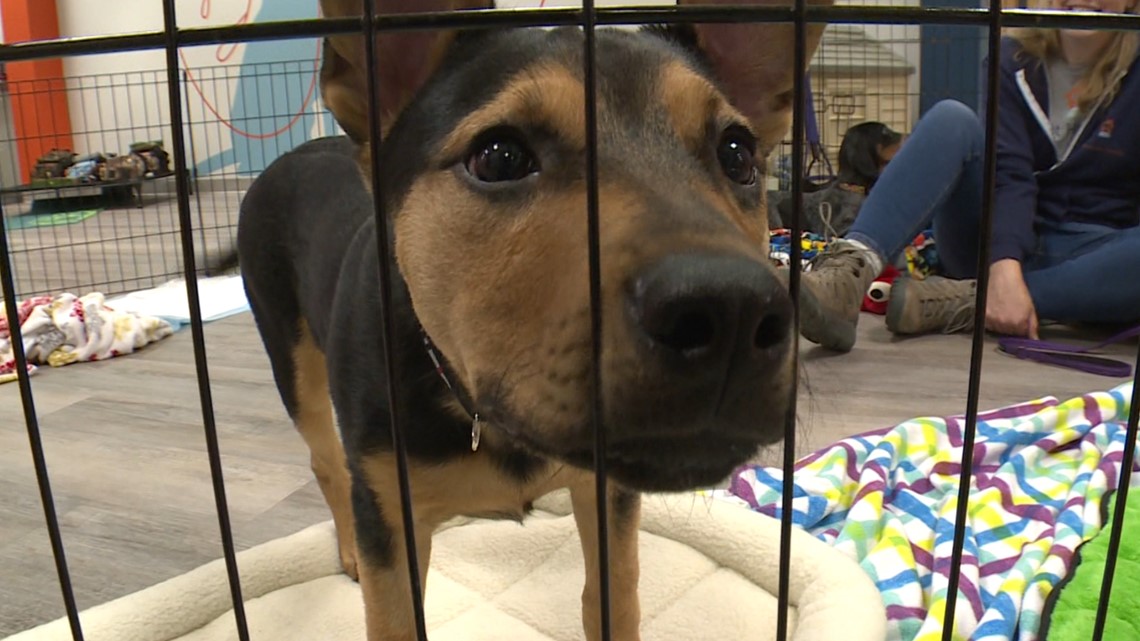 Pet Haven opens brick-and-mortar space in Saint Paul – KARE11.com