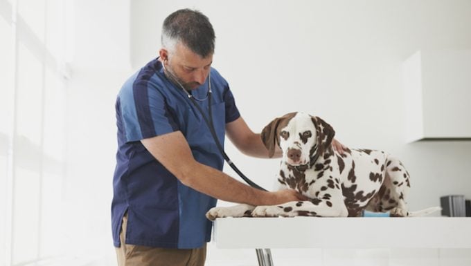 Lung Cancer (Squamous Cell Carcinoma) in Dogs: Symptoms, Causes, & Treatments – DogTime