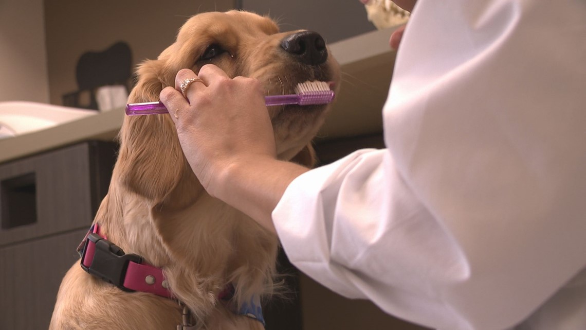 How to make sure your pet's teeth are healthy: National Pet Dental Health Month – WKYC.com