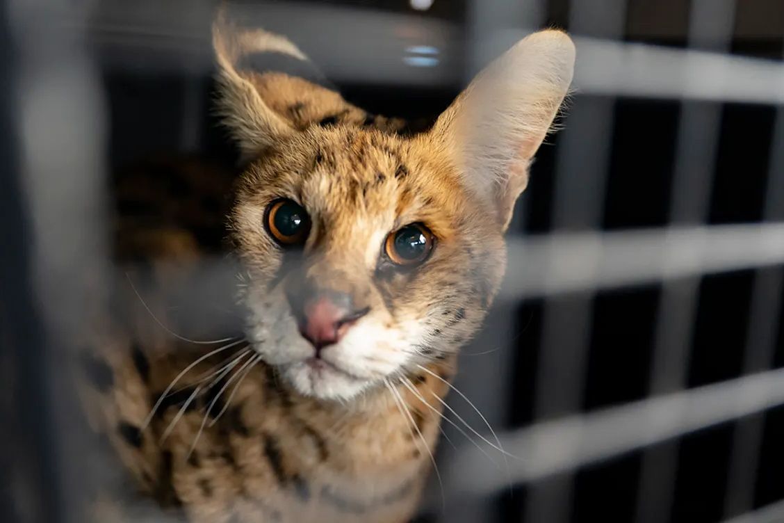 Wild African Serval Cat Discovered Near Missouri Farm and Moved – PEOPLE