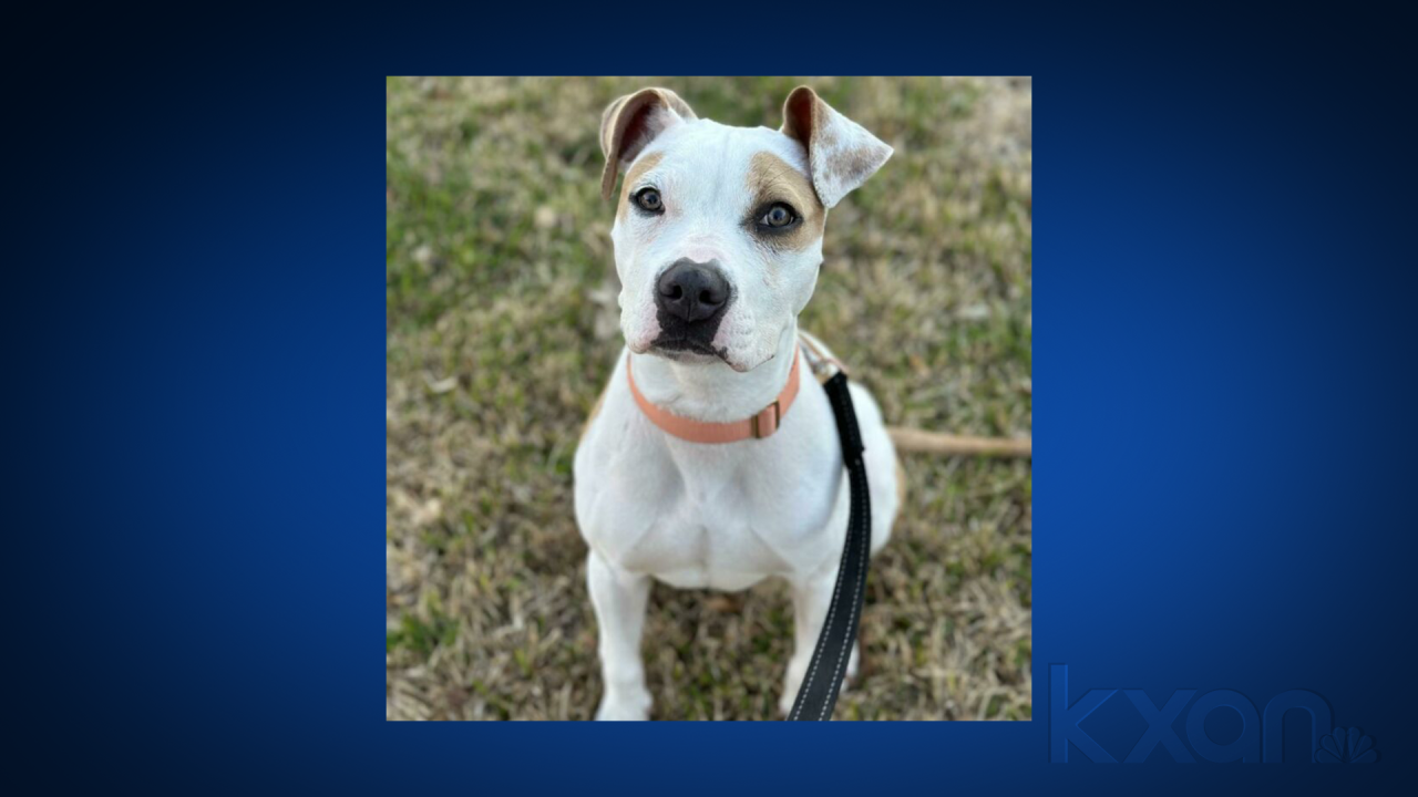 Austin Pets Alive!’s power is down, asking community to foster dogs – KXAN.com