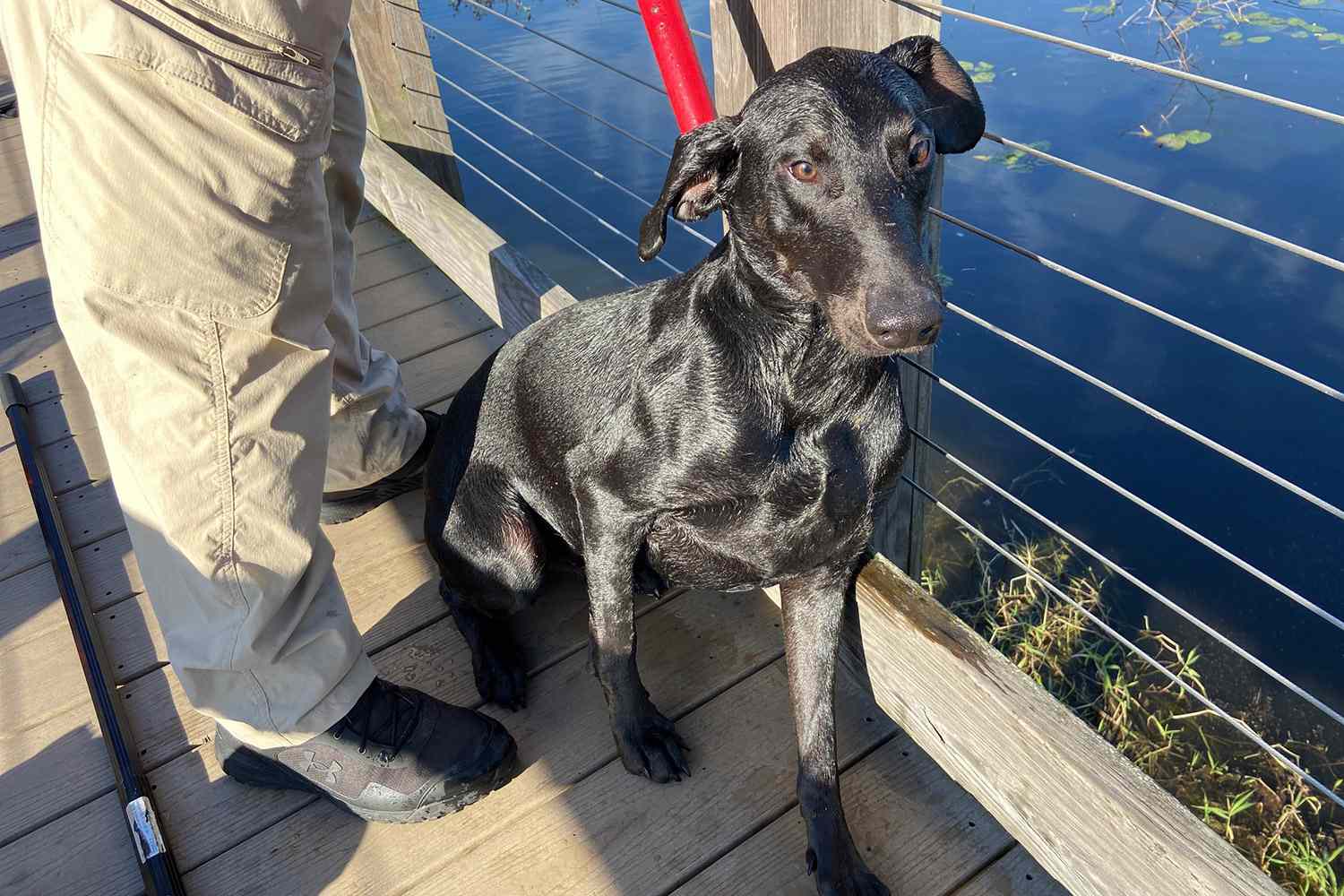 Florida Dog Stuck in Pond Rescued After Child Spots Pet – PEOPLE