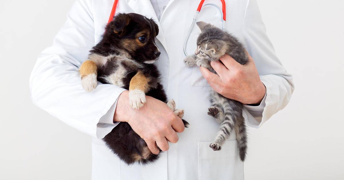 Should you wait to get pet insurance? – CBS News