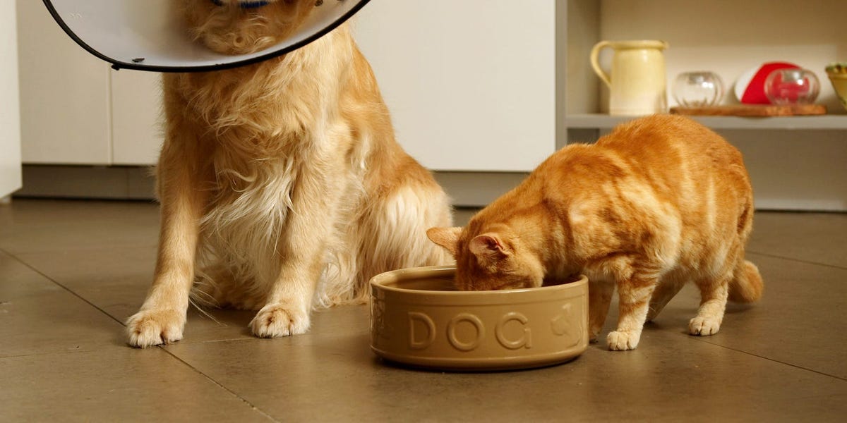 Can cats eat dog food? Stick to cat chow, vets say – Insider