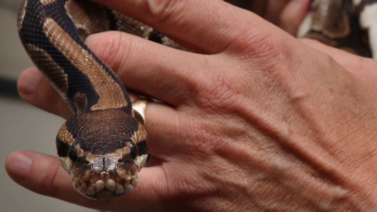 Florida Man Bit Head Off Pet Python During Domestic Dispute – NBC Southern California