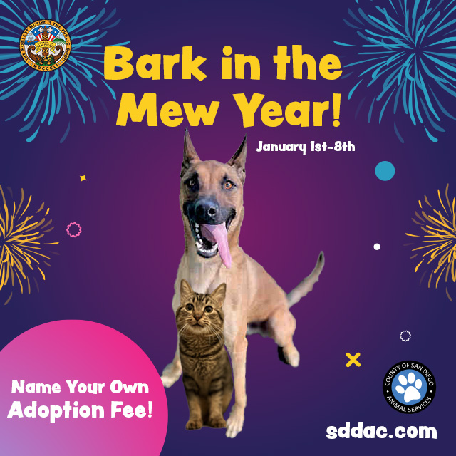 Bark in the Mew Year with Pet Adoption – countynewscenter.com