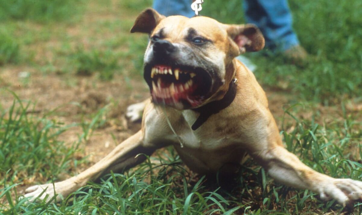 Public health expert warns Britain seeing worrying rise in 'severe dog attacks'. – Express