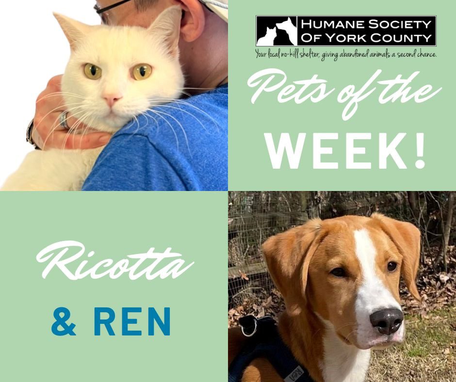 CN2 Today Pets of the Week – Meet Ricotta and Ren – CN2 News